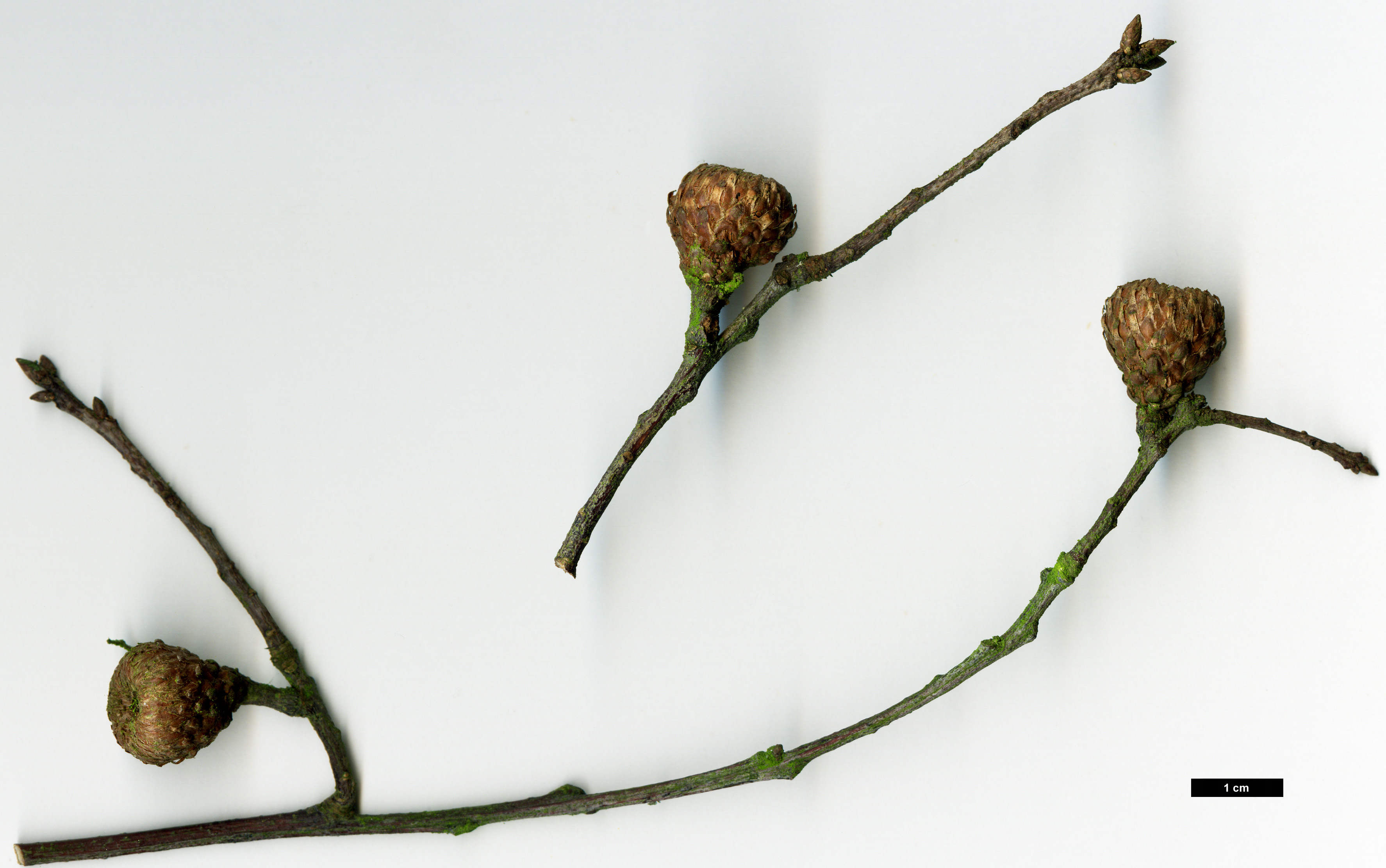 High resolution image: Family: Fagaceae - Genus: Quercus - Taxon: parvula - SpeciesSub: var. parvula